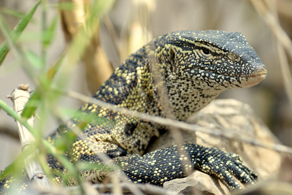 Varan du Nil/African Monitor (1)