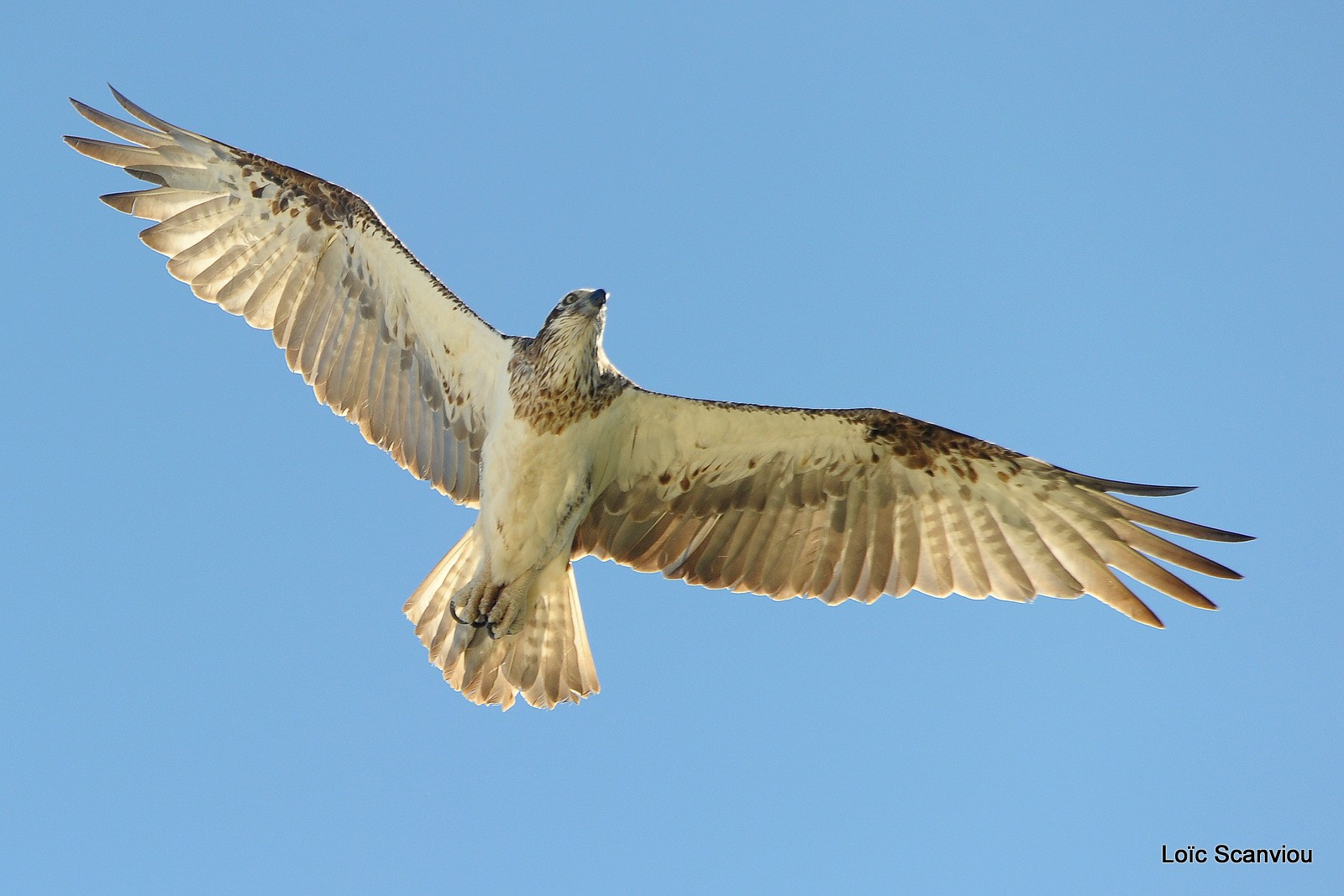 Balbuzard pêcheur/Osprey (9)