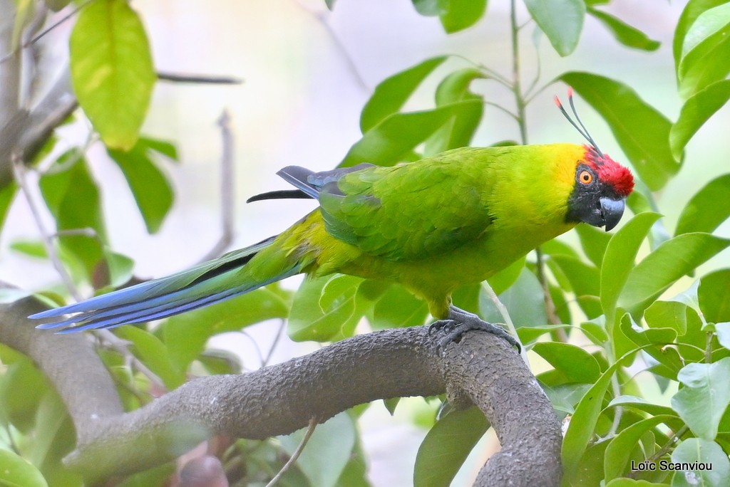 Perruche cornue/Horned Parakeet