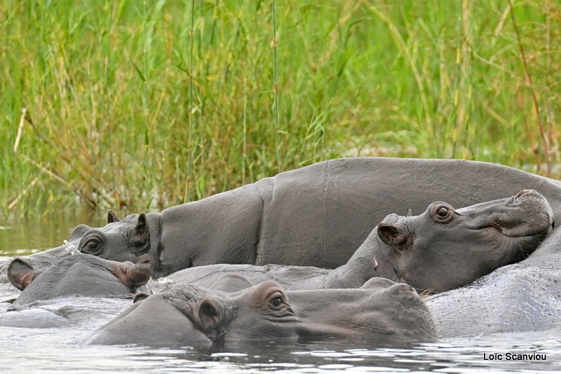 Hippopotame/Hippopotamus (3)