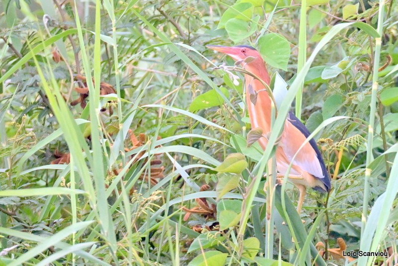 Blongios nain/Little Bittern (1)