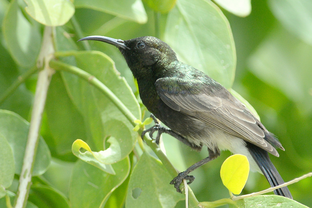 Souimanga/Sunbird (3)