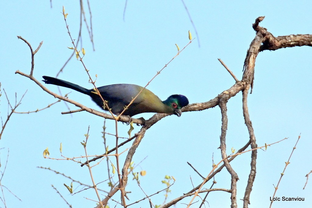 Touraco à huppe splendide/Purple-crested Turaco (2)