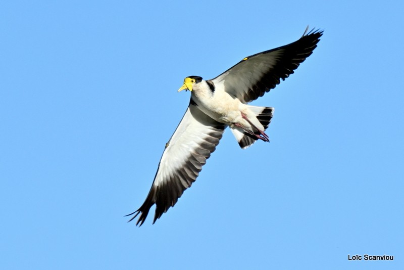 Vanneau soldat/Masked Lapwing (6)