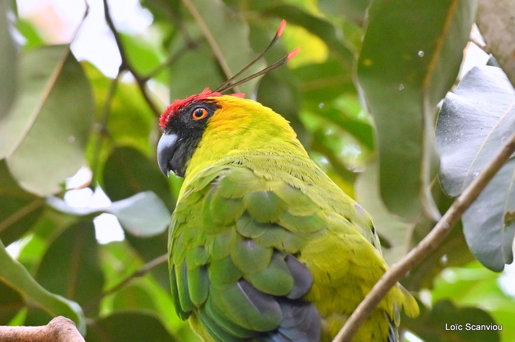 Perruche cornue/Horned Parakeet