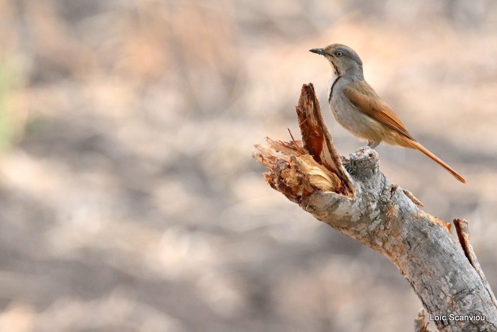 Cichladuse à collier/Collared Palm-Thrush 