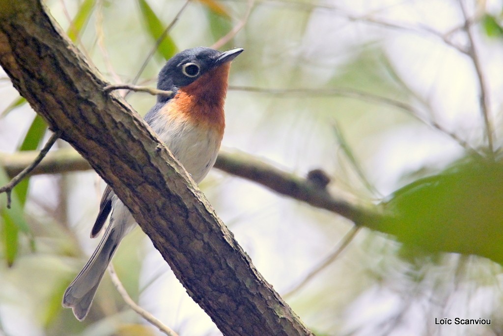 Monarque mélanésien (femelle)/Melanesian Flycatcher(female)