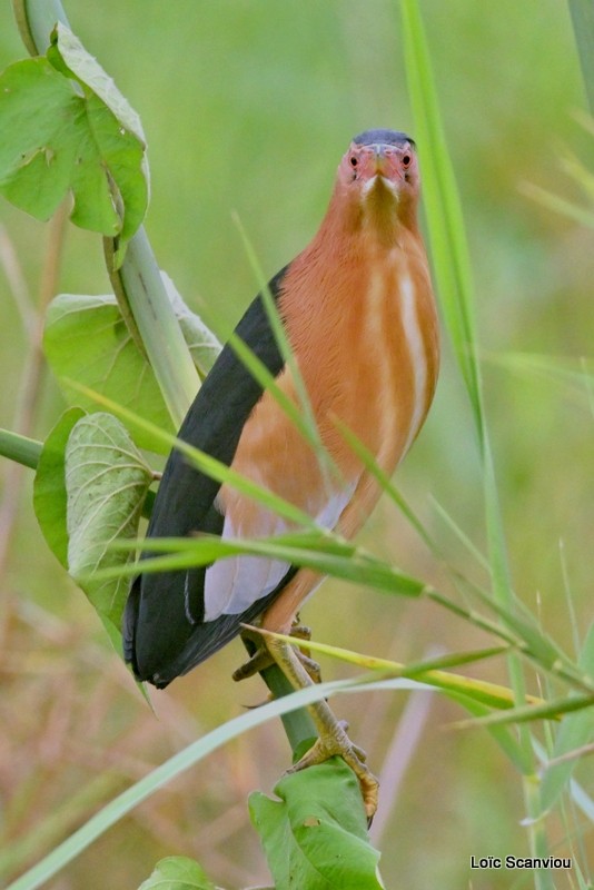 Blongios nain/Little Bittern (2)