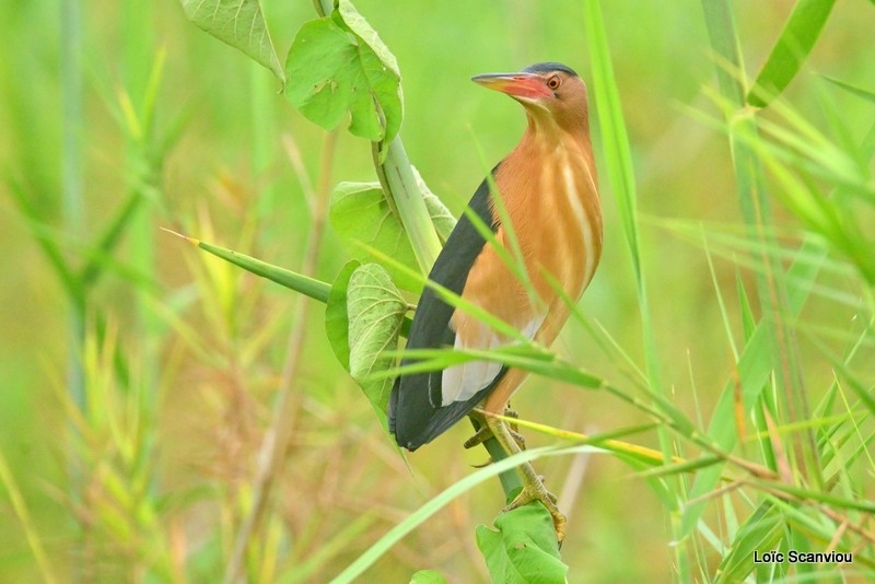 Blongios nain/Little Bittern (3)