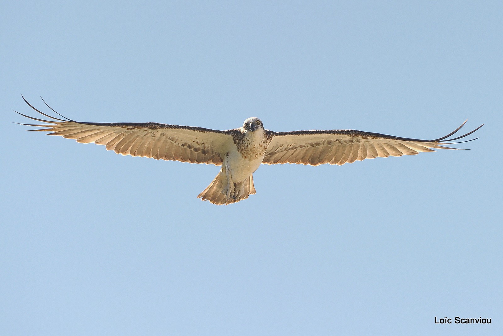 Balbuzard pêcheur/Osprey (10)