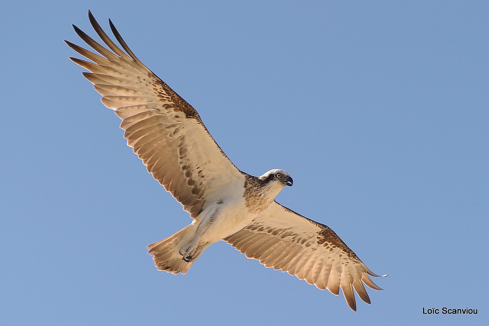 Balbuzard pêcheur/Osprey (11)