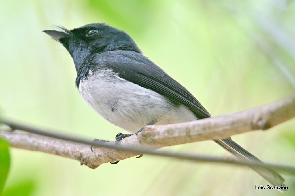 Monarque mélanésien (mâle)/Melanesian Flycatcher(male)
