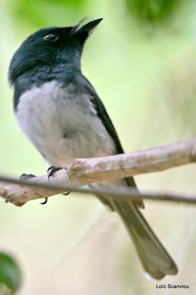 Monarque mélanésien (mâle)/Melanesian Flycatcher(male)