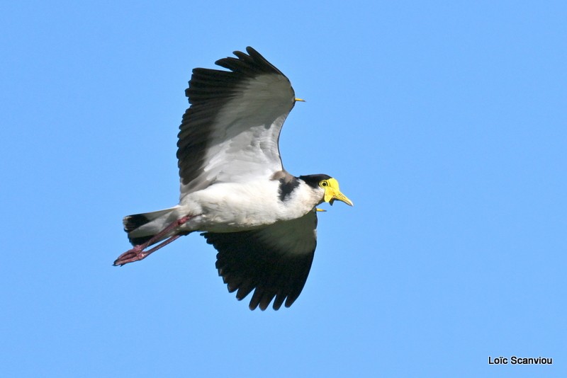 Vanneau soldat/Masked Lapwing (2)