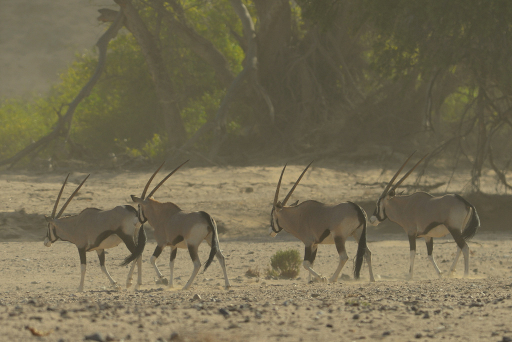 Oryx gazelle/Gemsbok (1)