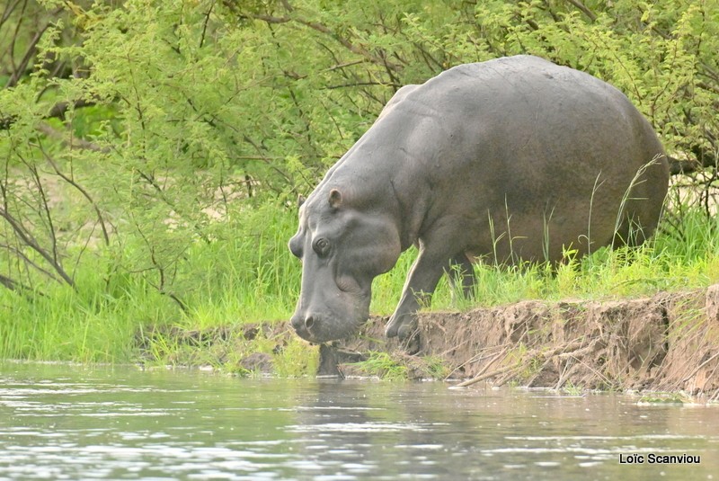 Hippopotame/Hippopotamus (4)
