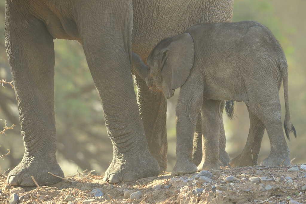 Eléphant du désert