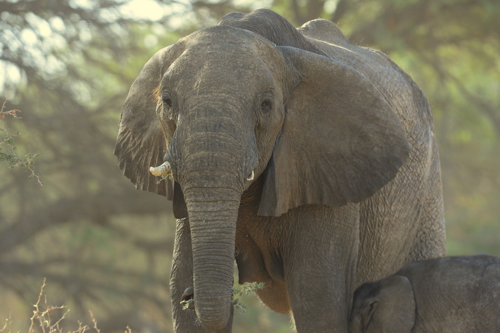 Eléphant du désert