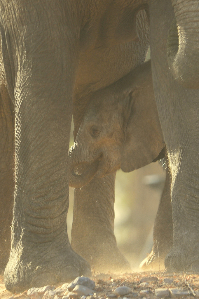 Eléphant du désert