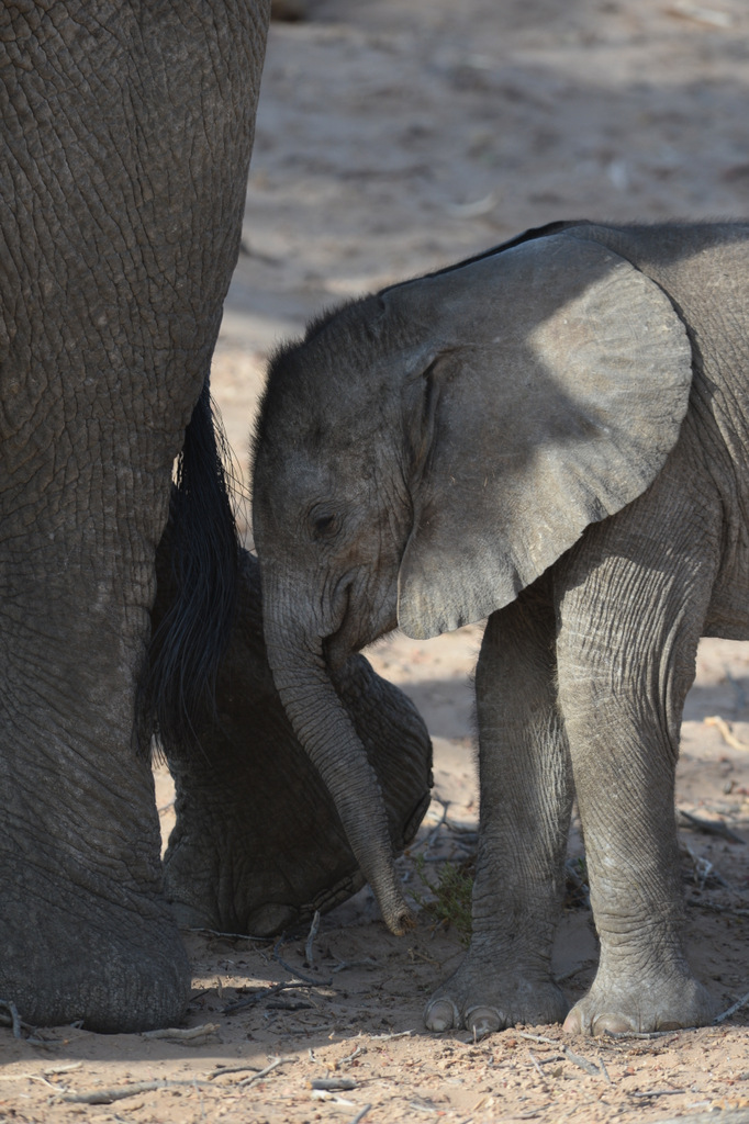 Eléphant du désert