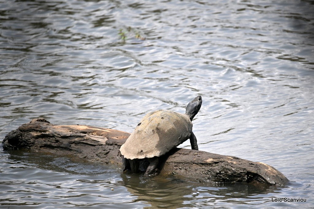 Péluse d'Afrique de l'Est/ Serrated hinged Terrapin