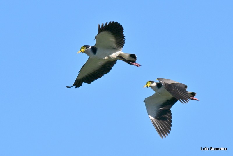 Vanneau soldat/Masked Lapwing (1)