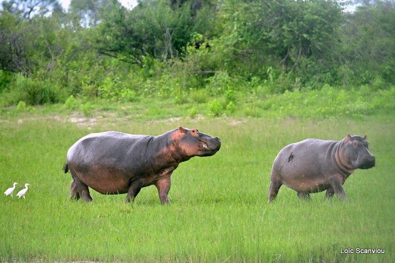 Hippopotame/Hippopotamus (6)