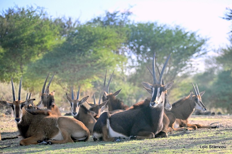 Hippotrague noir/Sable Antelope (1)