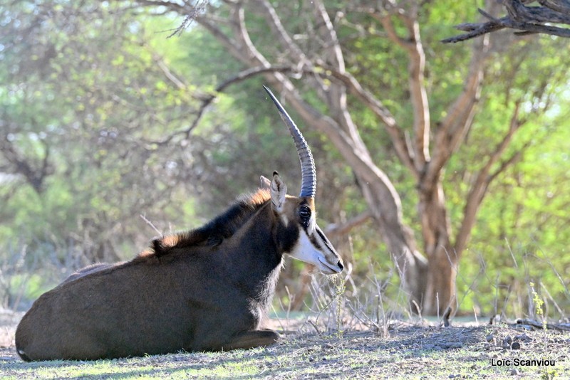 Hippotrague noir/Sable Antelope (2)