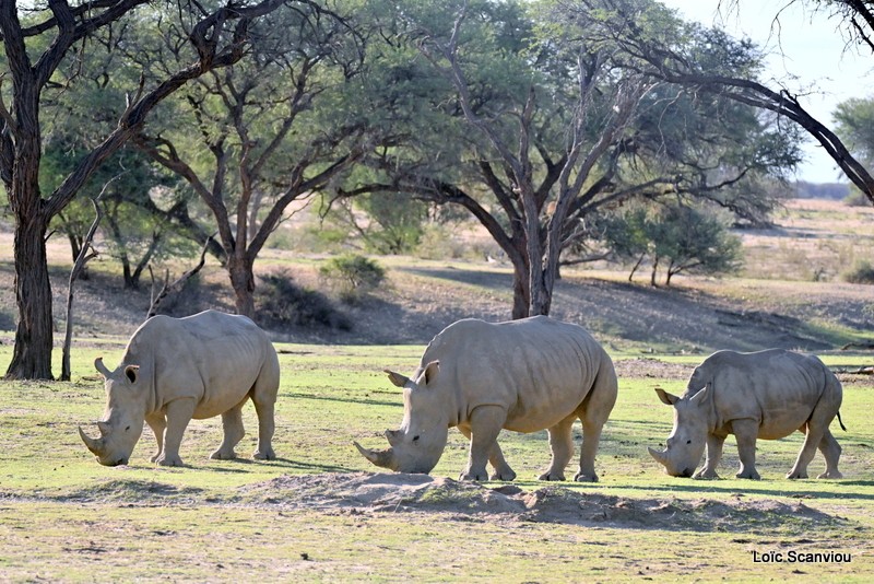 Rhinocéros blanc/White Rhinoceros (1)