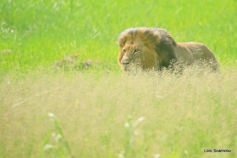 Lion (2)