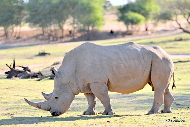 Rhinocéros blanc/White Rhinoceros (2)