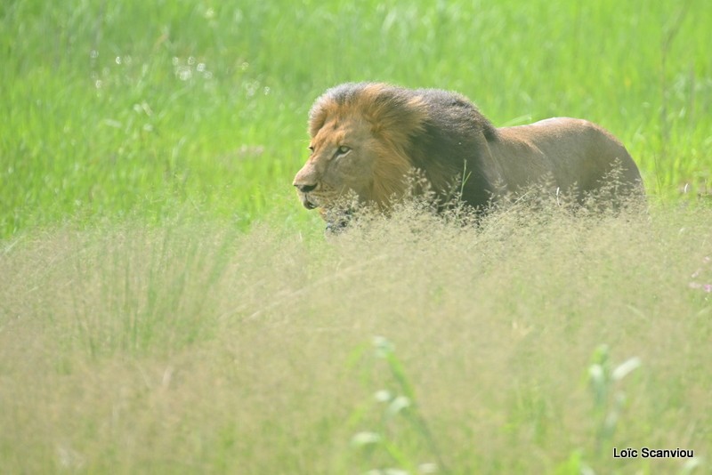 Lion (3)