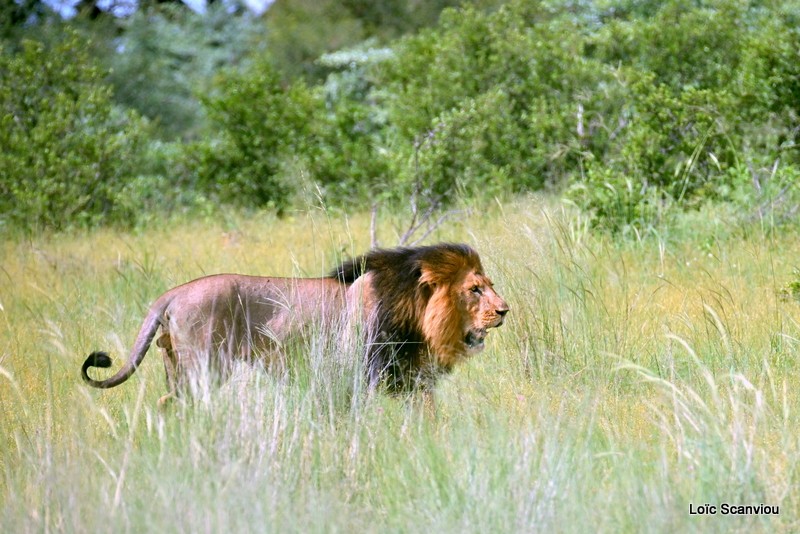 Lion (5)
