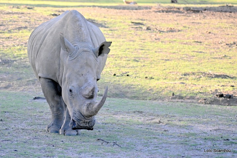 Rhinocéros blanc/White Rhinoceros (3)
