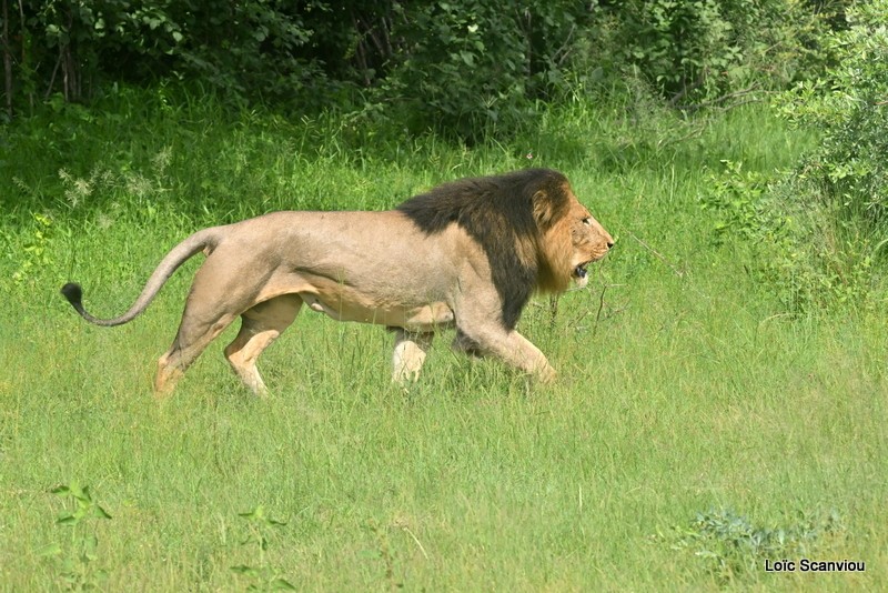 Lion (6)