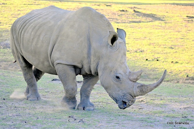 Rhinocéros blanc/White Rhinoceros (4)