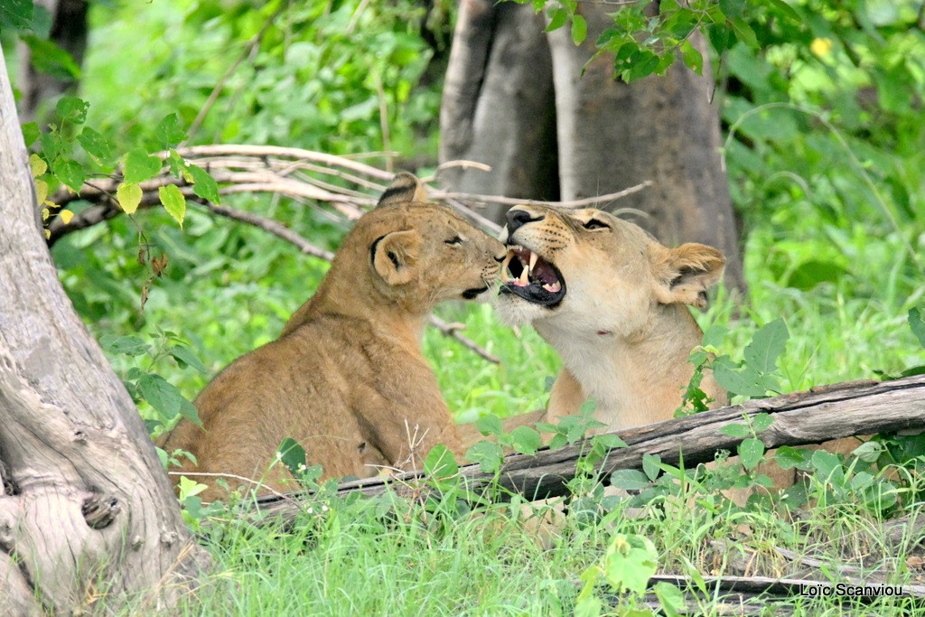 Lion (7)