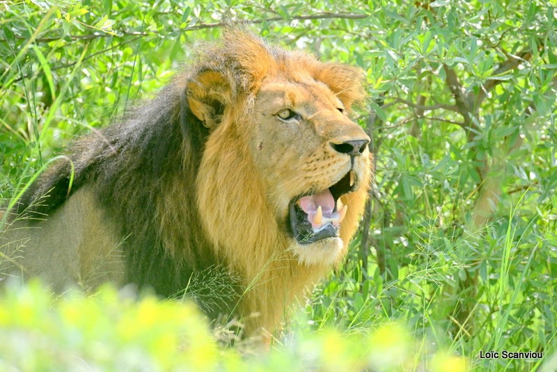 Lion (9)