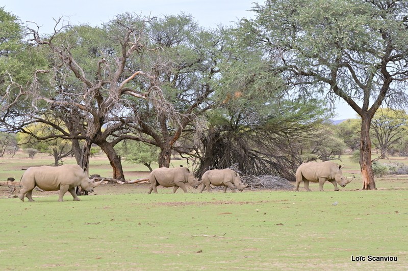 Rhinocéros blanc/White Rhinoceros (5)
