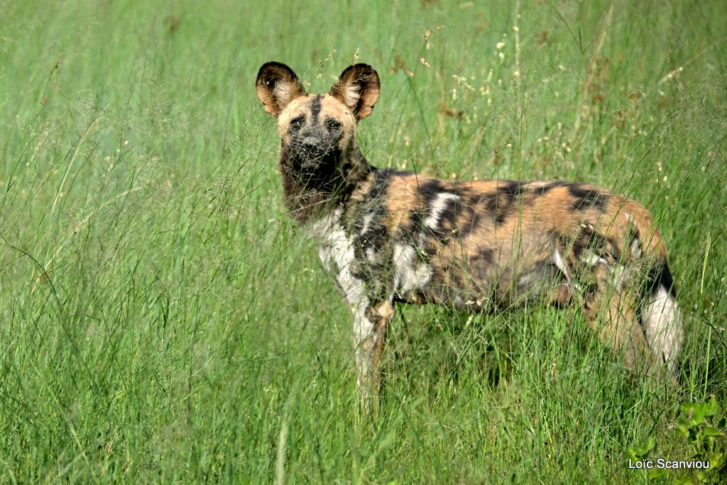 Lycaon/African Wild Dog (7)