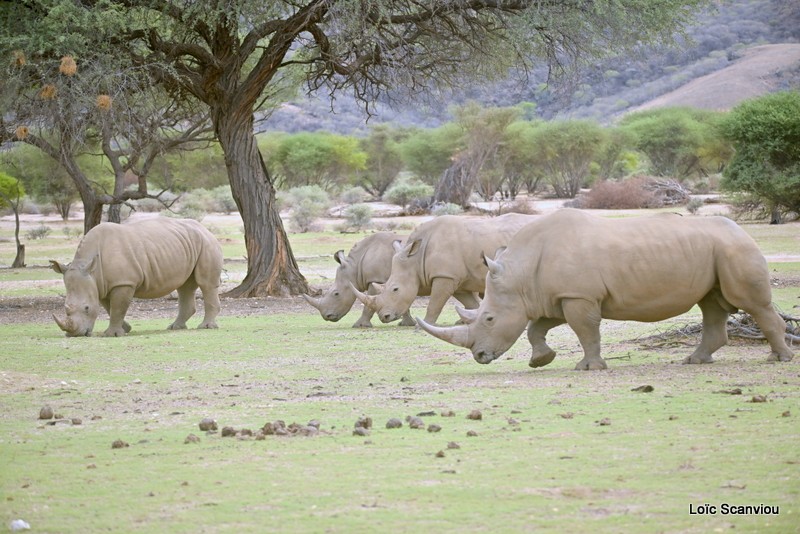 Rhinocéros blanc/White Rhinoceros (6)