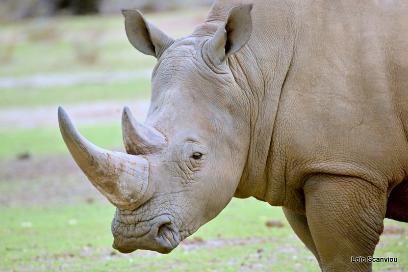 Rhinocéros blanc/White Rhinoceros (8)