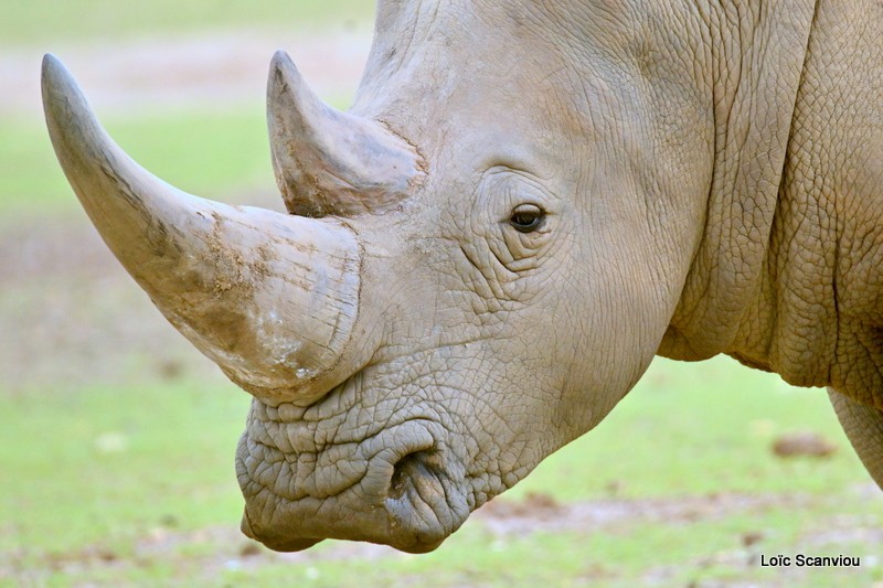 Rhinocéros blanc/White Rhinoceros (9)