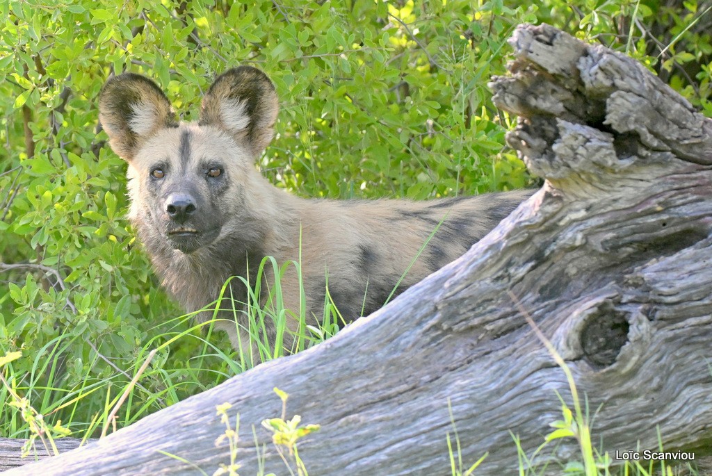 Lycaon/African Wild Dog (8)