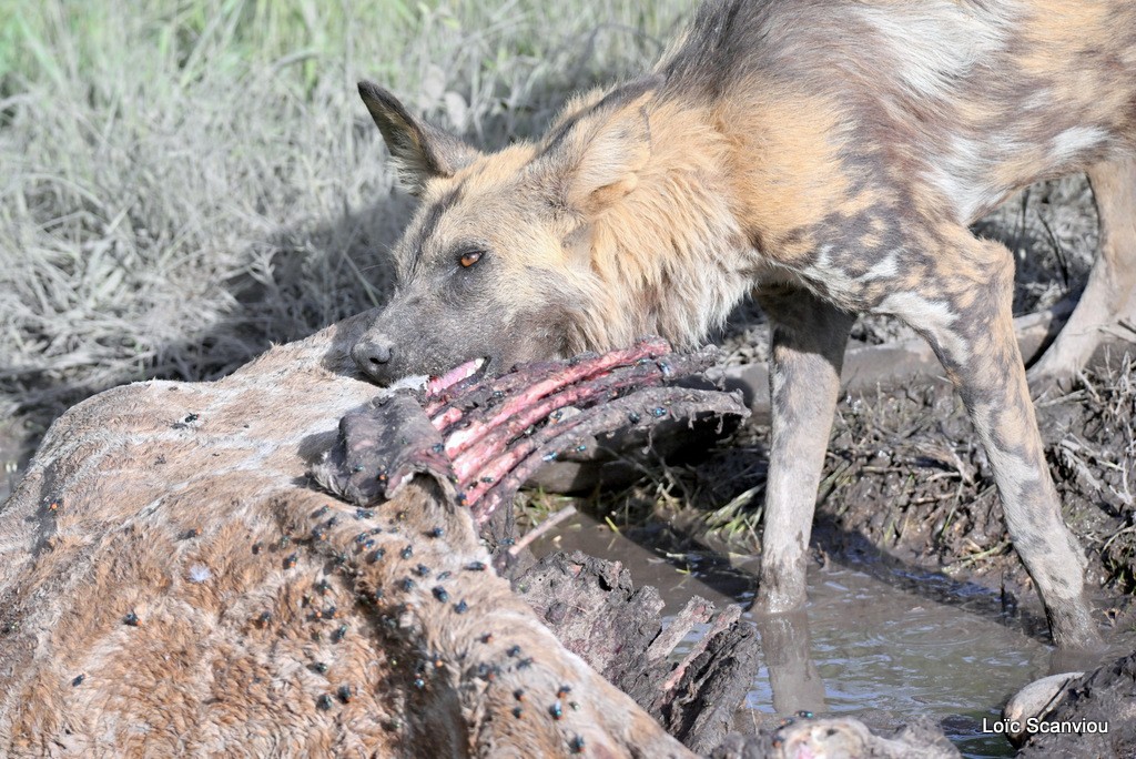 Lycaon/African Wild Dog (9)