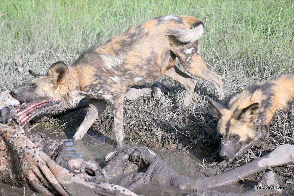 Lycaon/African Wild Dog (10)
