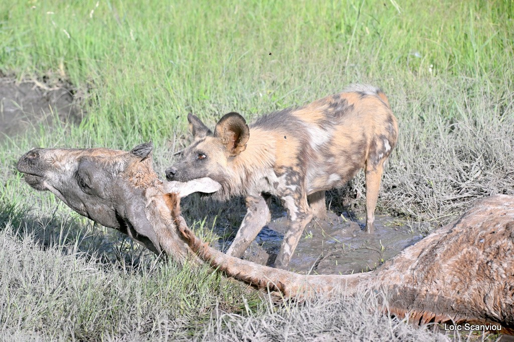 Lycaon/African Wild Dog (11)