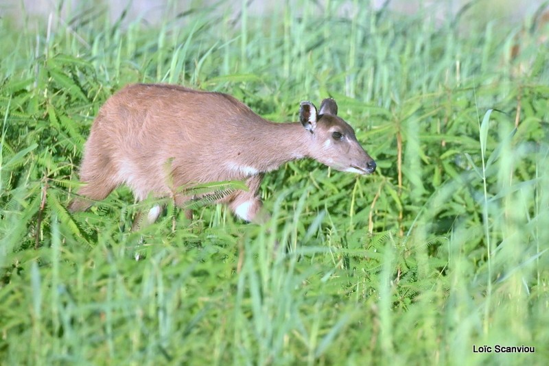 Sitatunga (1)