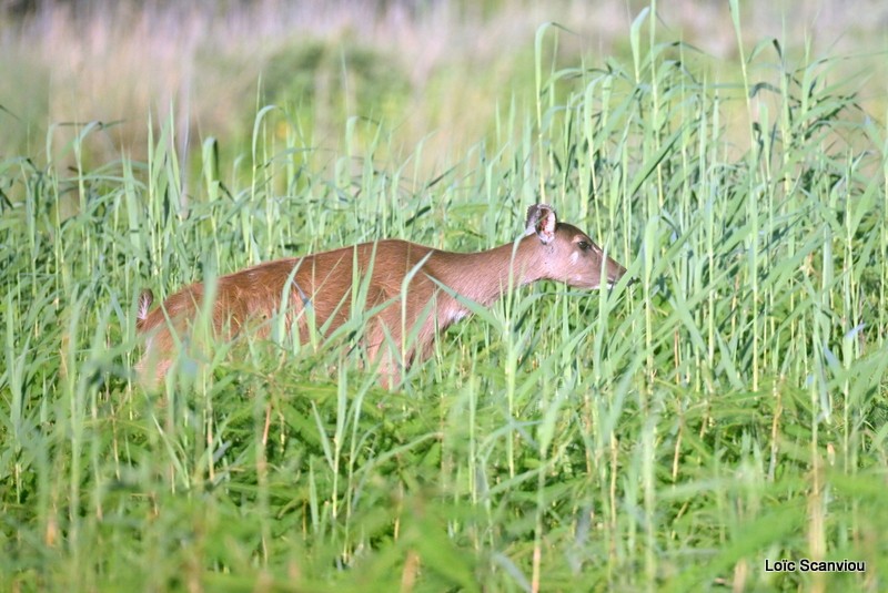 Sitatunga (2)